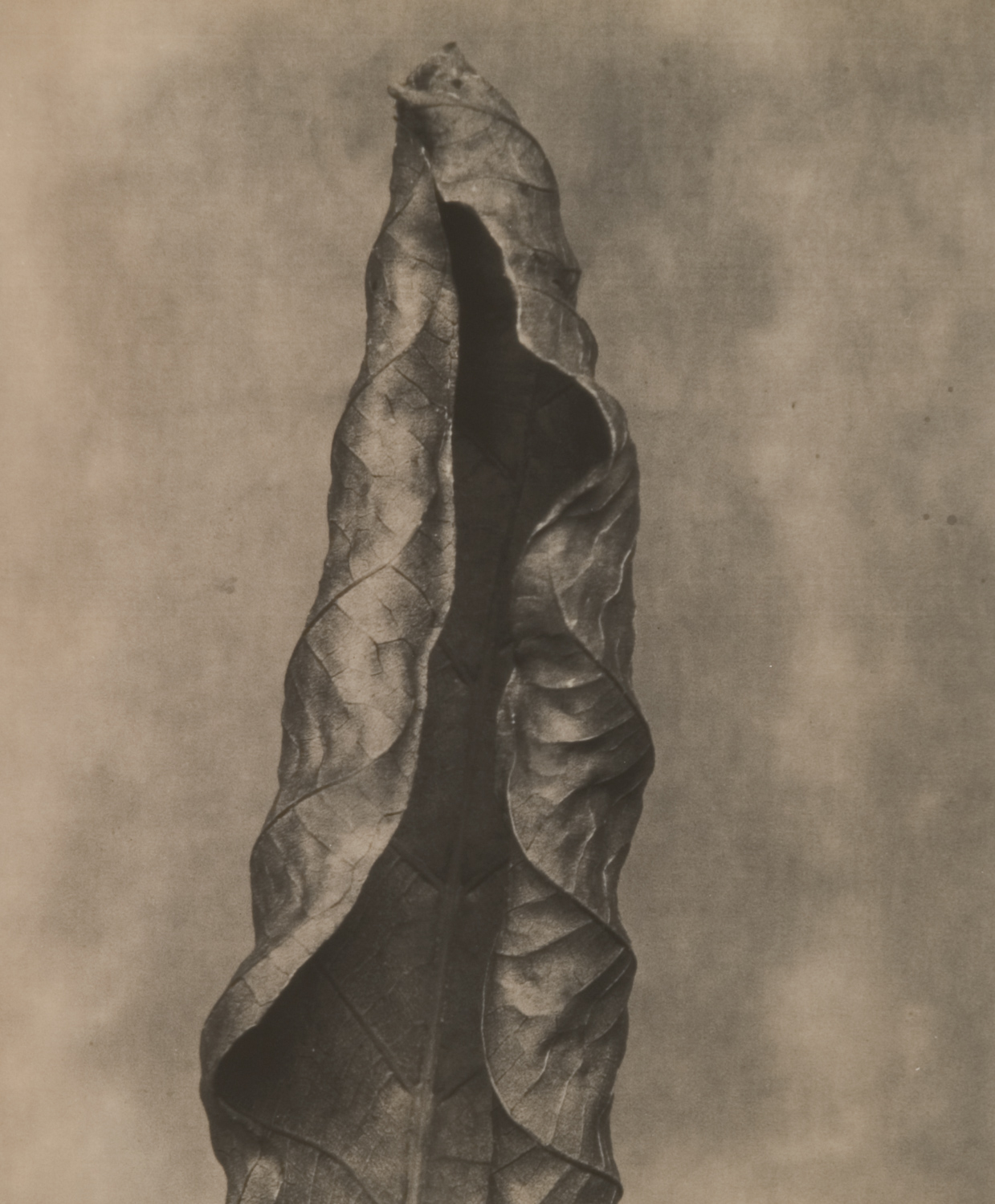 z cyklu bez tytułu, nr neg. 958/6